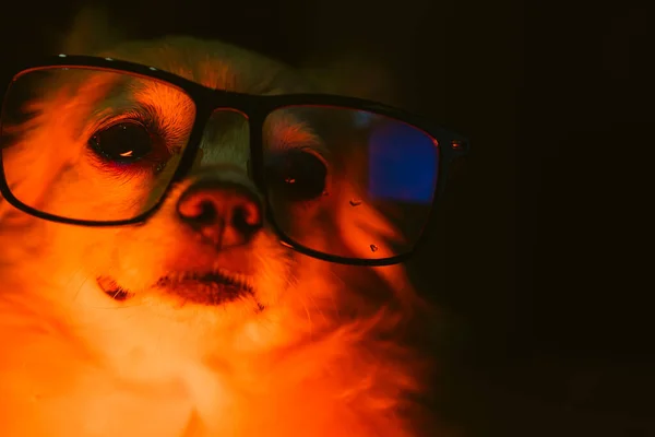 Engraçado Sorriso Chihuahua Cão Rosto Close Com Iluminação Fantasia Baixo — Fotografia de Stock