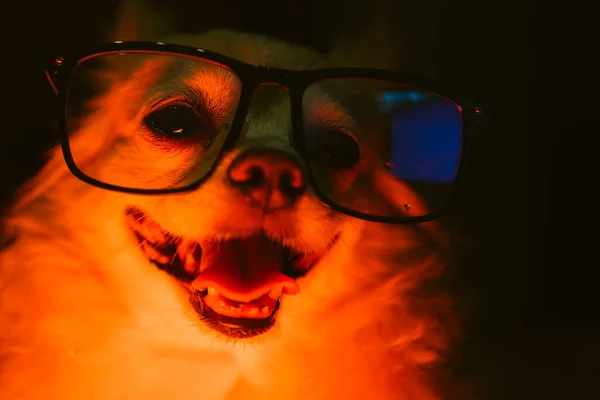 Engraçado Sorriso Chihuahua Cão Rosto Close Com Iluminação Fantasia Baixo — Fotografia de Stock