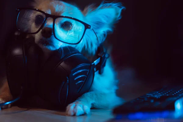 Fuuny Chihuahua Πρόσωπο Head Closeup Εργασίας Αργά Βράδυ Μπλε Φως — Φωτογραφία Αρχείου