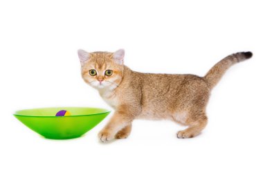 Beyaz arka planda küçük İngiliz kedi yavrusu