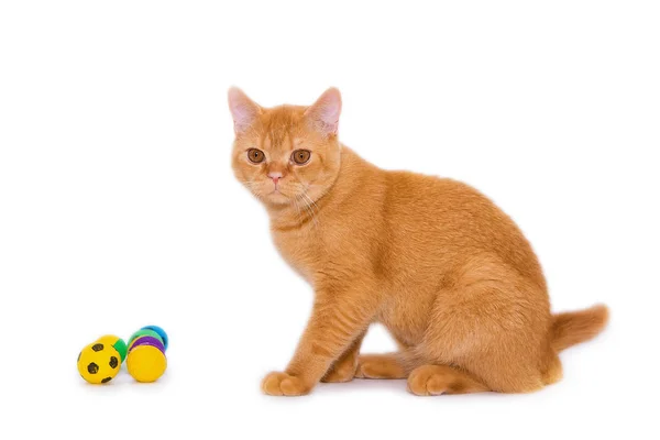 Beyaz arka planda kızıl İngiliz kedisi