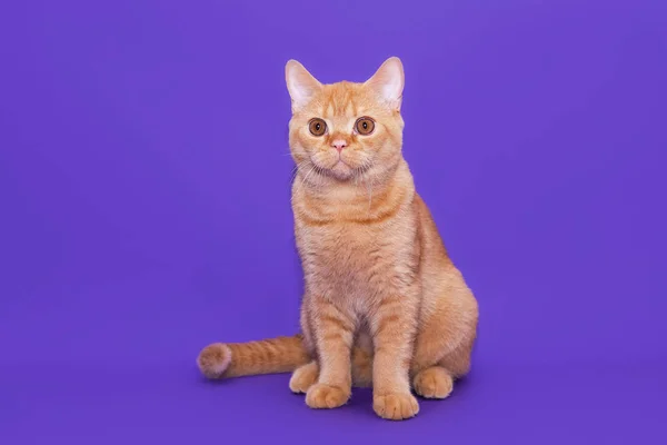 Brytyjski Czerwony Kot Fioletowym Tle — Zdjęcie stockowe