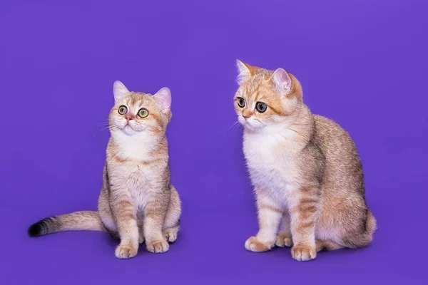 Britische Kleine Kätzchen Auf Lila Hintergrund — Stockfoto