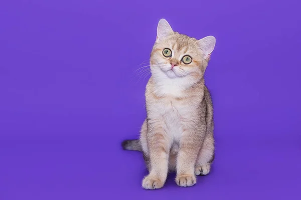 Mor bir arka plan üzerinde İngiliz küçük kedi yavrusu