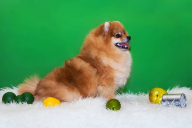 Pomeranian Spitz yeşil bir zeminde oturuyor.