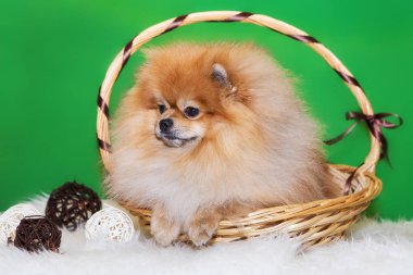 Pomeranian Spitz yeşil arka planda bir sepette oturuyor.
