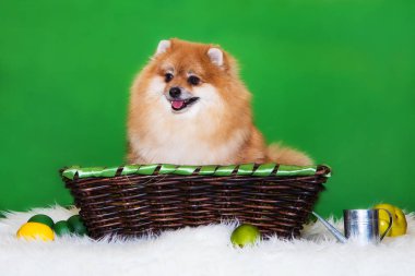 Pomeranian Spitz yeşil arka planda bir sepette oturuyor.
