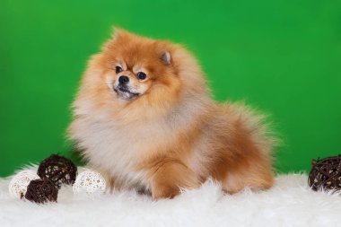  Pomeranian Spitz yeşil bir zeminde oturuyor.