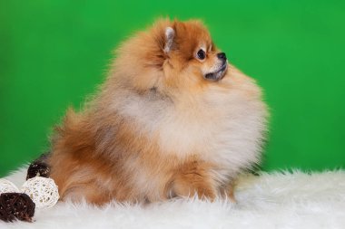  Pomeranian Spitz yeşil bir zeminde oturuyor.