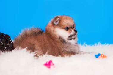 Mavi arka planda Pomeranya köpeği Spitz