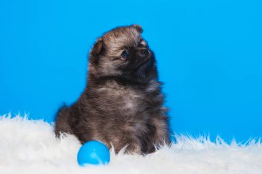 Mavi arka planda Pomeranya köpeği Spitz