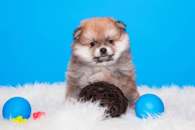 Mavi arka planda Pomeranya köpeği Spitz