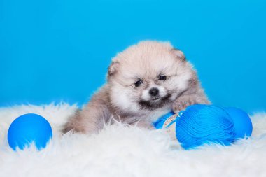 Mavi arka planda Pomeranya köpeği Spitz