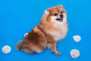 Pomeranya tükürüğü mavi arka planda