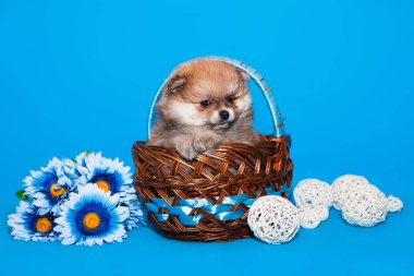 Pomeranya tükürük köpek yavrusu mavi arka planda bir sepette oturuyor.