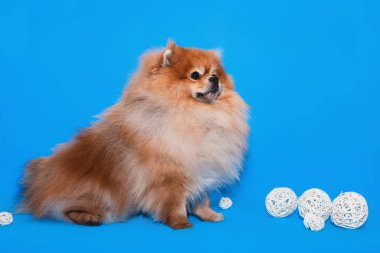 Pomeranya tükürük köpek yavrusu mavi arka planda bir sepette oturuyor.