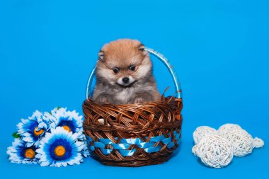 Pomeranya tükürük köpek yavrusu mavi arka planda bir sepette oturuyor.