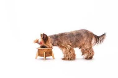 Yorkshire Terrier köpeği beyaz arka planda yemek yiyor.