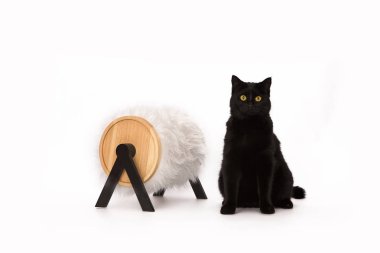 Siyah kedi ve tırmalamak posta üstünde beyaz bir arka plan