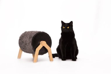 Siyah kedi ve tırmalamak posta üstünde beyaz bir arka plan