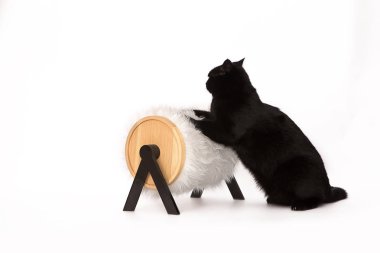 Siyah kedi ve tırmalamak posta üstünde beyaz bir arka plan