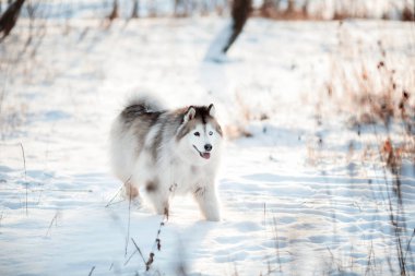 Farklı renklerde gözleri olan Sibirya Husky 'si kış ormanlarında yürüyor.