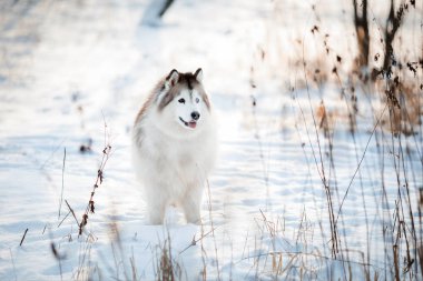 Farklı renklerde gözleri olan Sibirya Husky 'si kış ormanlarında yürüyor.