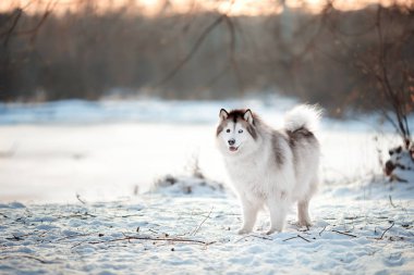 Farklı renklerde gözleri olan Sibirya Husky 'si kış ormanlarında yürüyor.