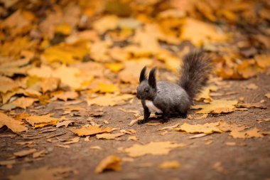 Sincap sonbahar ormanında yerde oturuyor.