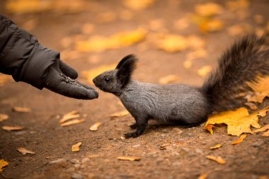 Feeding squirrels from the hand. Squirrel is eating sunflower seeds from the hand in the autumn forest