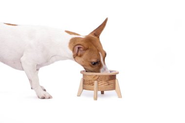 Şirin Jack Russell Terrier köpeği beyaz arka planda bir kaseden yemek yiyor.
