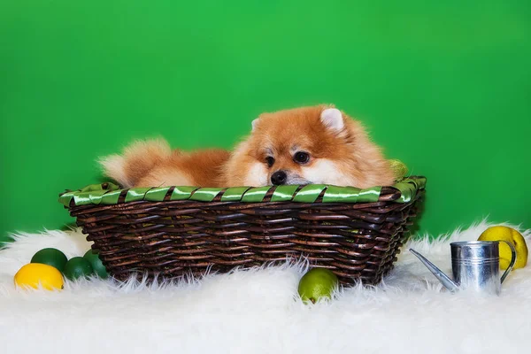 Pomeranian Spitz yeşil arka planda bir sepette oturuyor.
