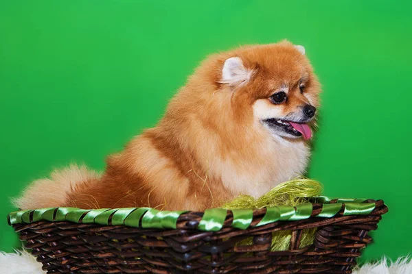 Pomeranian Spitz yeşil arka planda bir sepette oturuyor.