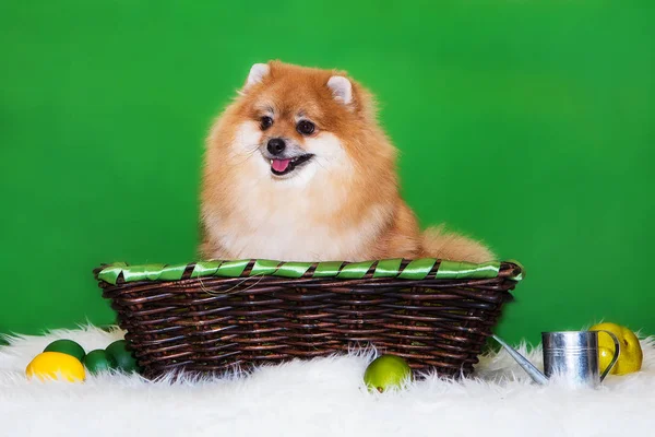 Pomeranian Spitz yeşil arka planda bir sepette oturuyor.