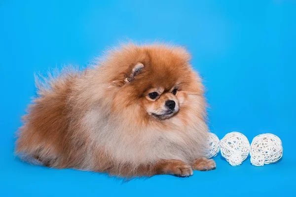 Pomeranian Spitzon mavi bir arka plan