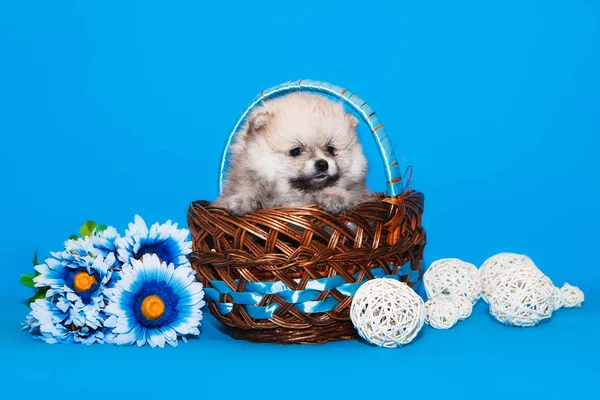 Pomeranya tükürük köpek yavrusu mavi arka planda bir sepette oturuyor.