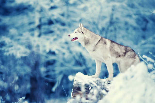 Siberian Husky is standing on a hill in the winter forest