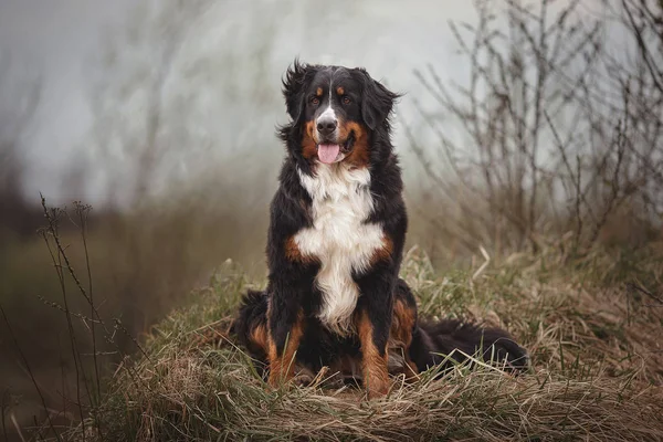 Bernese Dağ Köpeği ormandaki çimlerin üzerinde oturuyor.