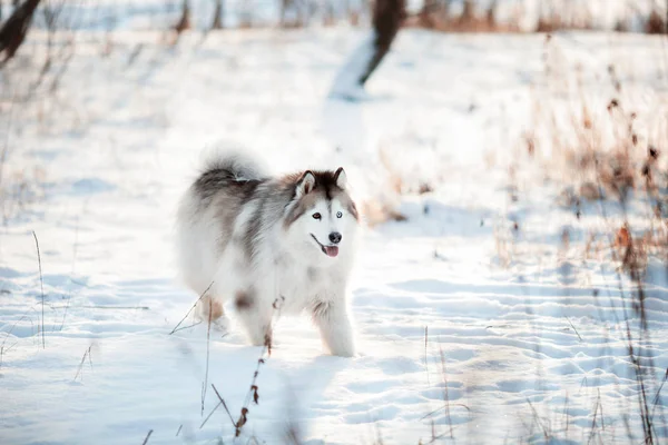 Farklı renklerde gözleri olan Sibirya Husky 'si kış ormanlarında yürüyor.