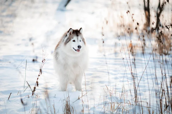 Farklı renklerde gözleri olan Sibirya Husky 'si kış ormanlarında yürüyor.