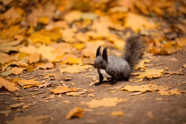 Sincap sonbahar ormanında yerde oturuyor.