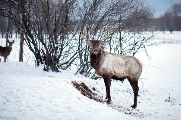 Reindeer Está Pie Nieve Bosque Invierno —  Fotos de Stock