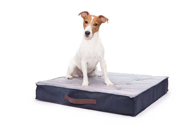 Cute Jack Russell Terrier dog is sitting on the dog bed on a white background
