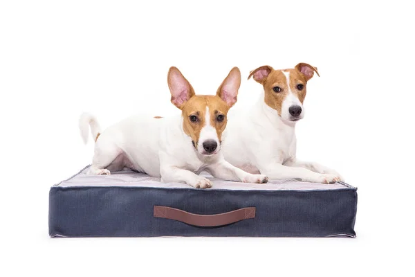 İki Jack Russell Terrier köpeği beyaz arka planda bir köpek kanepesinde yatıyor.