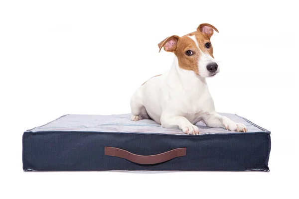Jack Russell Terrier köpeği beyaz arka planda köpek yatağında yatıyor.