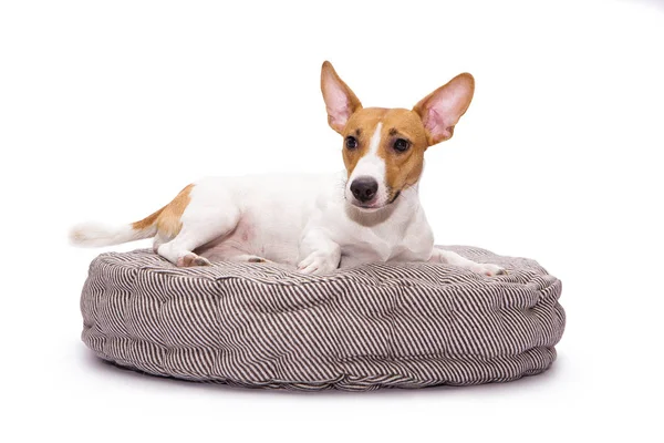 Jack Russell Terrier köpeği beyaz arka planda köpek yatağında yatıyor.