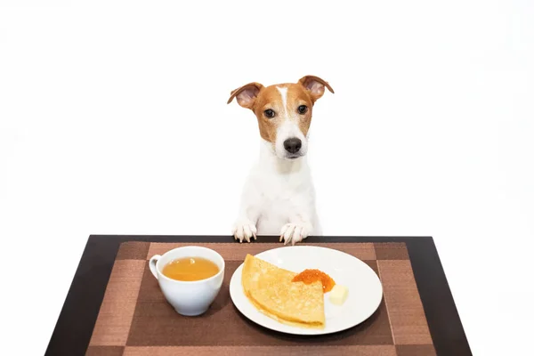 Jack Russell Terrier, Shrovetide Maslenitsa 'daki masada krep yiyor.