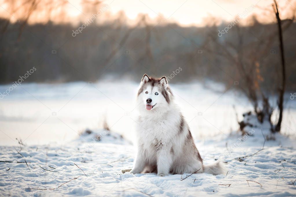 Siberian Husky with eyes of different colors is sitting in the snow in the winter forest