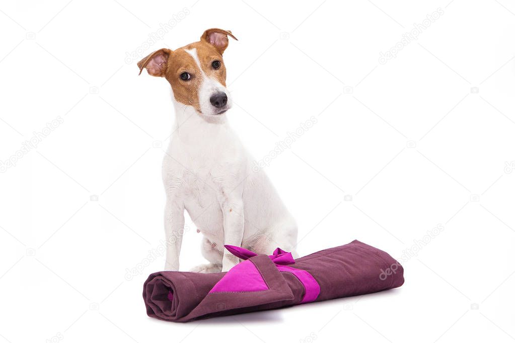 Jack Russell Terrier is sitting next to a dog rug on a white background