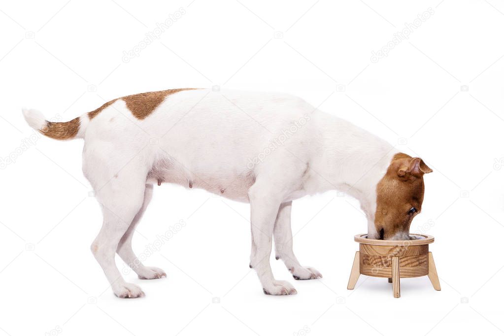 Cute Jack Russell Terrier dog is eating from a bowl on a white background